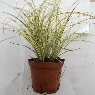 Primo piano della pianta di Carex brunnea Jenneke