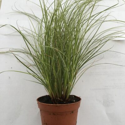 Primo piano della pianta di Carex brunnea Jubilo
