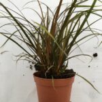 Primo piano della pianta di Carex Uncinia rubra