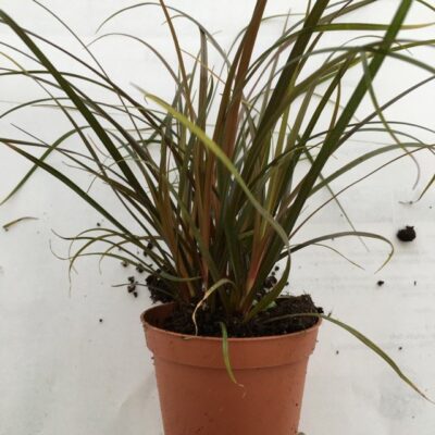 Primo piano della pianta di Carex Uncinia rubra