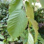 Carpino Nero o Carpinella primo piano della foglia