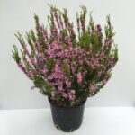 Piantina di Coleonema pulchellum