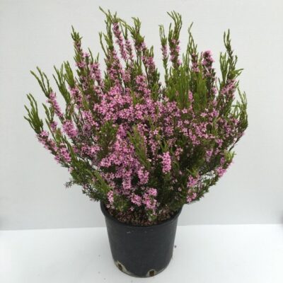 Piantina di Coleonema pulchellum