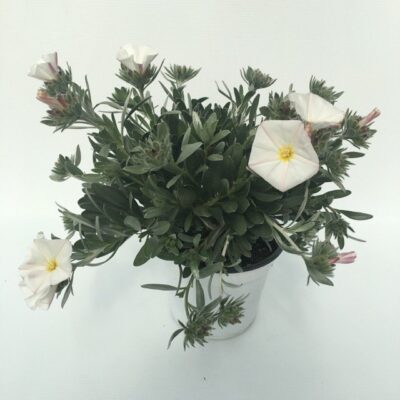 piantina di convolvulus cneorum