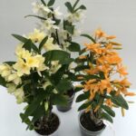 piante in vaso di orchidea bamboo