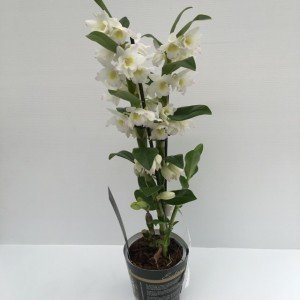 pianta di dendrobium orchidea bamboo white