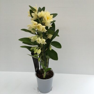 pianta di dendrobium orchidea bamboo yellow