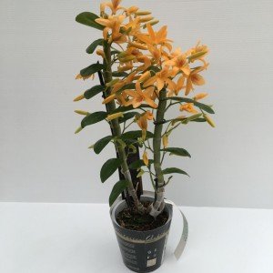 pianta di dendrobium orchidea bamboo con fiori arancioni