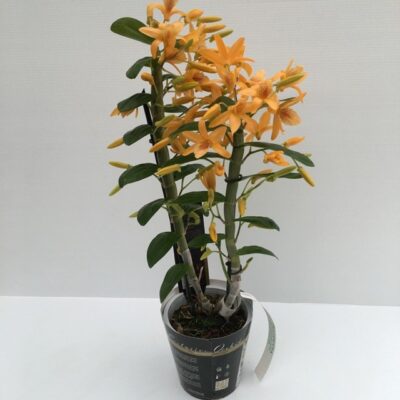 pianta di dendrobium orchidea bamboo con fiori arancioni