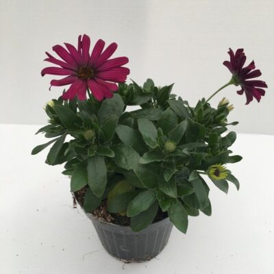 Piantina di Dimorfoteca Deep Purple