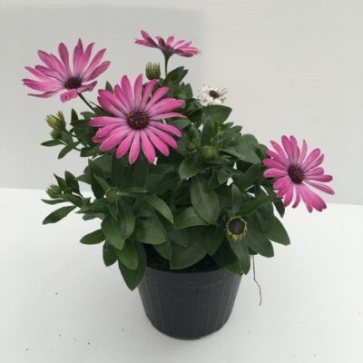 Piantina di Dimorfoteca Light Purple