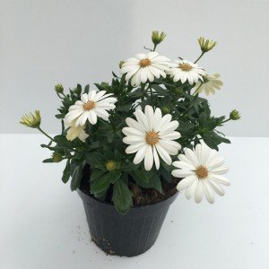 Piantina di Dimorfoteca Pearl White