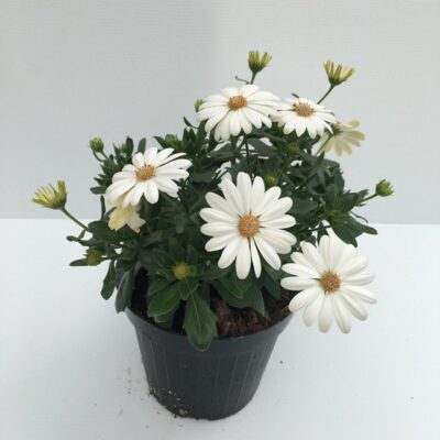 Piantina di Dimorfoteca Pearl White