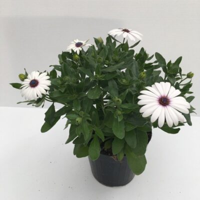 Piantina di Dimorfoteca White