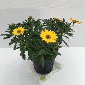 Piantina di Dimorfoteca Yellow