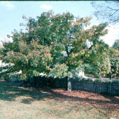 Esemplare adulto di albero del Miele (Evodia daniellii o Tetradium daniellii