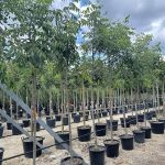 Evodia daniellii ALBERO DEL MIELE Alto Fusto - Vivai Frappetta