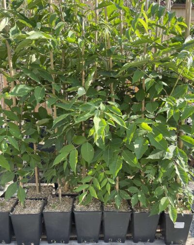 Evodia daniellii ALBERO DEL MIELE CL3