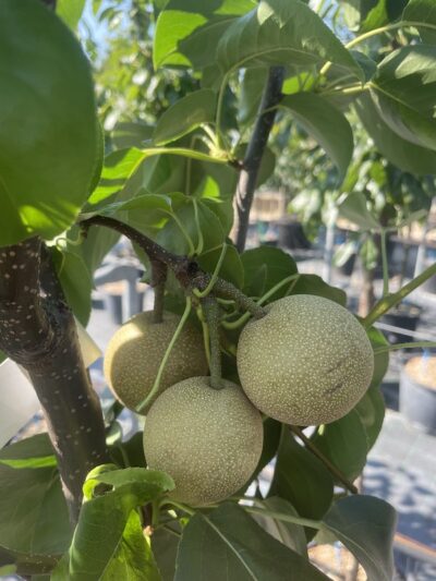 Frutto NASHI HOSUI