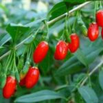 bacche di goji frutto della giovinezza