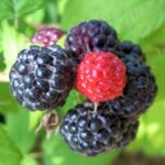 frutti di lampone nero
