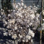 Specie tipo di Magnolia stellata fotografata a fine febbraio nei Vivai Frappetta