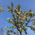 albero di melo da fiore john downie