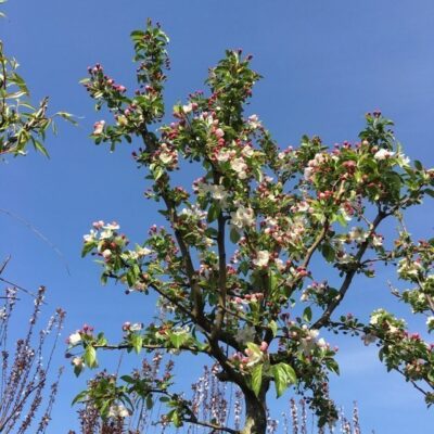 albero di melo da fiore john downie