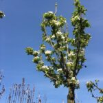 albero di melo da fiore new york 81