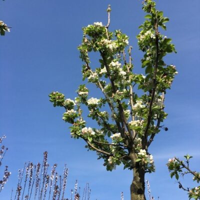 albero di melo da fiore new york 81