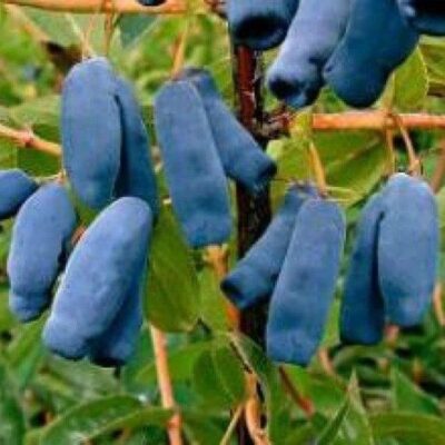 frutti di mirtillo siberiano
