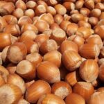 NOCCIOLO GIGANTE DI HALLE