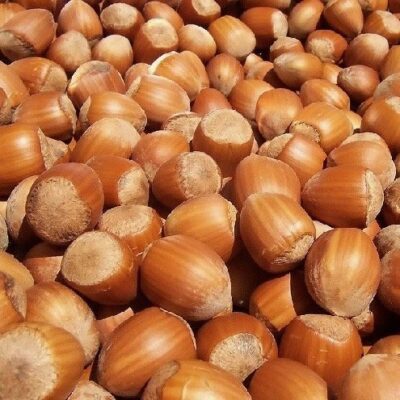 NOCCIOLO GIGANTE DI HALLE