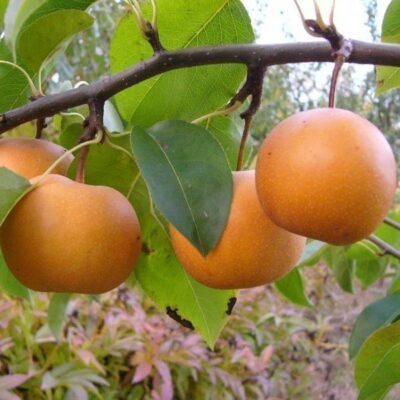frutti su albero di nashi hosui