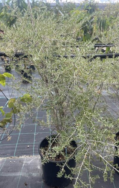 OLIVELLO SPINOSO Hippophae rhamnoides
