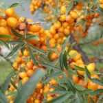 frutti di olivello spinoso