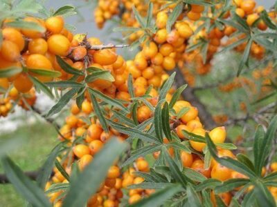 frutti di olivello spinoso