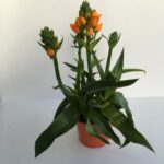 Primo piano della piantina di Ornitogallo stella di betlemme
