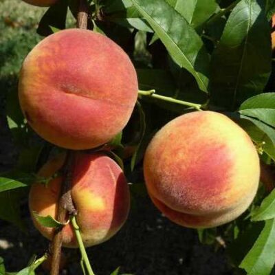 Frutti di Pesco Percoca Romea
