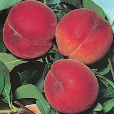 Frutti di Pesco Cal Red
