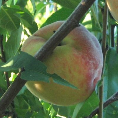 Frutto di Pesco cotogna del poggio