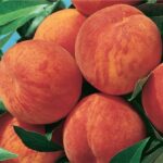 frutti di Pesco Glohaven