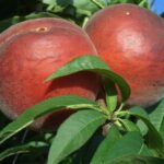 Frutti di Pesco Maria Delizia