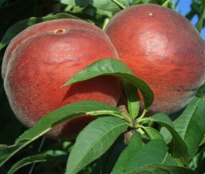 Frutti di Pesco Maria Delizia