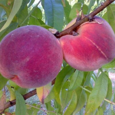Frutti di Pesco Rome Star