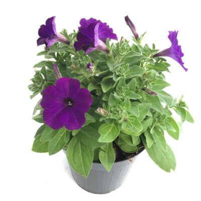 PETUNIA BINGO - immagine 5