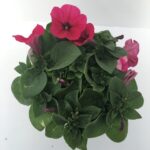 piantina di petunia bingo neon pink