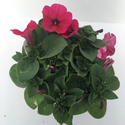 piantina di petunia bingo neon pink