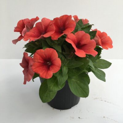 piantina in vaso di petunia bingo orange