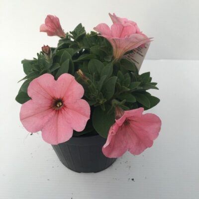 piantina di petunia bingo peachy keen